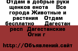 Отдам в добрые руки щенков енота. - Все города Животные и растения » Отдам бесплатно   . Дагестан респ.,Дагестанские Огни г.